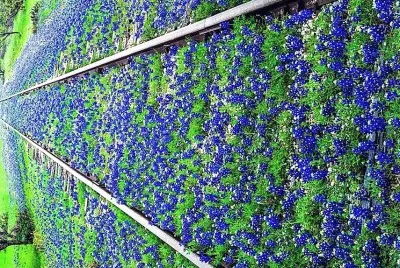 flores