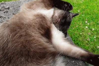 Mia