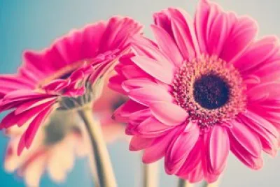Flor hermosa