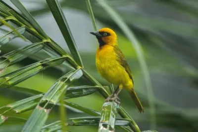 Tessitore giallo e nero