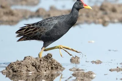 פאזל של Gallorallo acquaiolo
