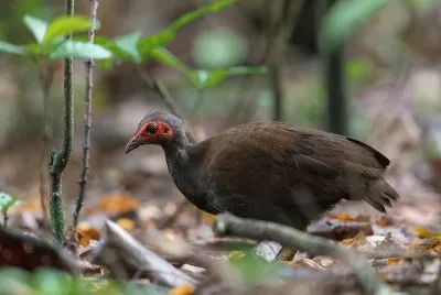 Megapodio delle filippine