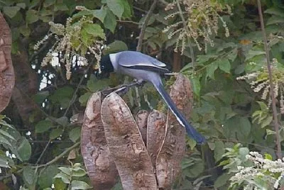 Dendrogazza codaracchetta