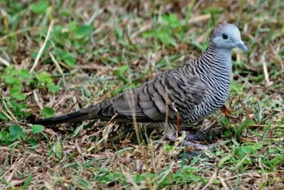 Tortora zebrata