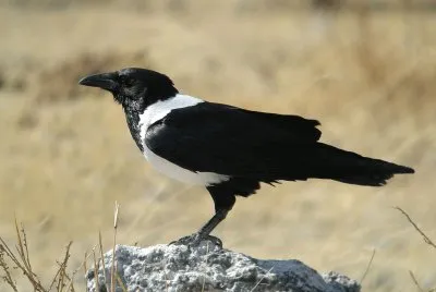 Corvo bianco e nero