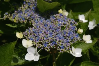 פאזל של Azores