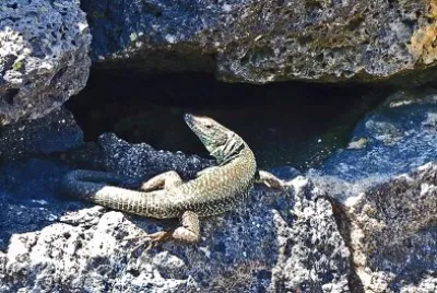 פאזל של Azores