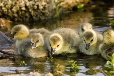 patitos