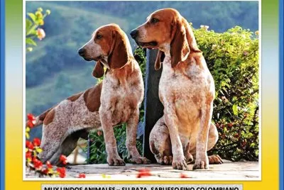 MUY LINDOS ANIMALES â€“ SU RAZA, SABUESO FINO COLOMBIANO