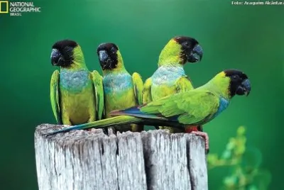 natural jigsaw puzzle
