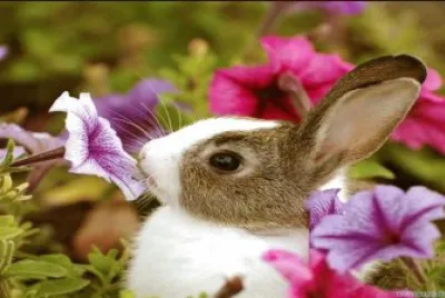 פאזל של flores
