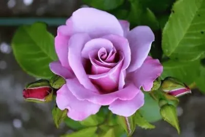 flores