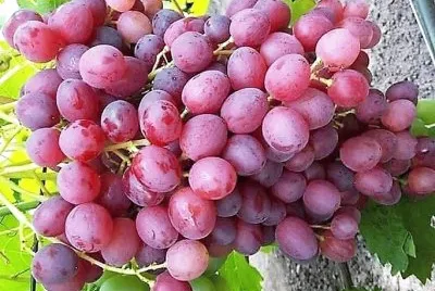 frutas