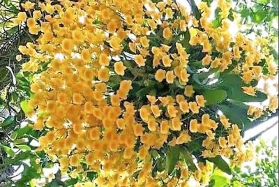 flores