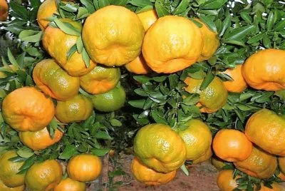 frutas