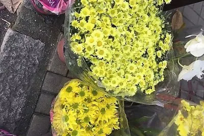 flores