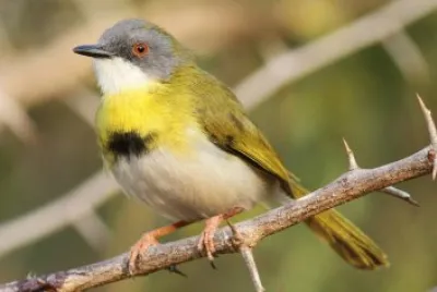 Apalis pettogiallo