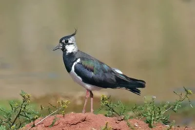 פאזל של Bibic