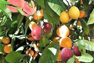 frutas