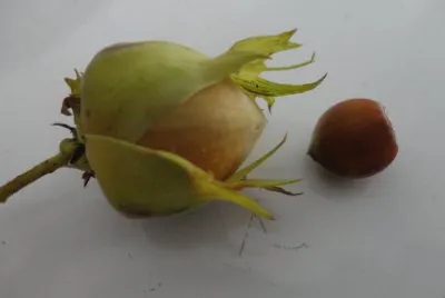 noisettes