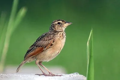 Mirafra assamica