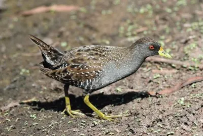Porzana