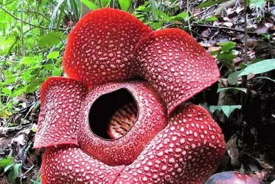 flores
