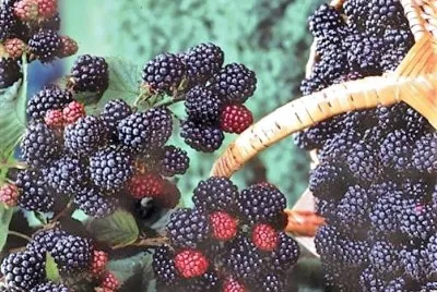 frutas