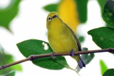 Occhialino giallo