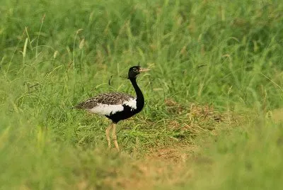 Florican del bengala