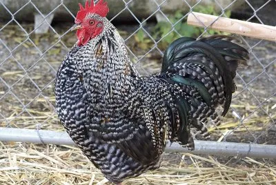 Pollo plymounth rock