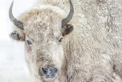 פאזל של white buffalo