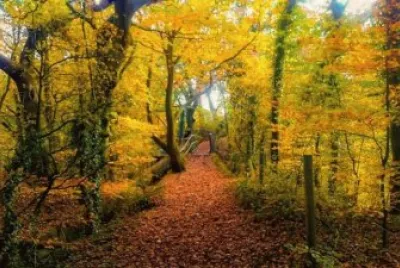 country lane