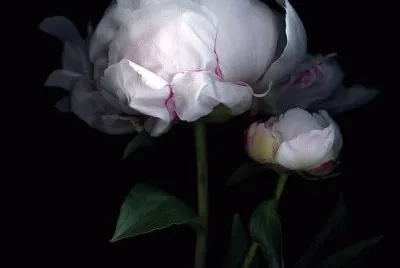 fave