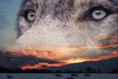wolf jigsaw puzzle