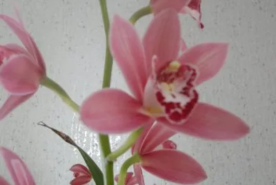 orchidÃ©e