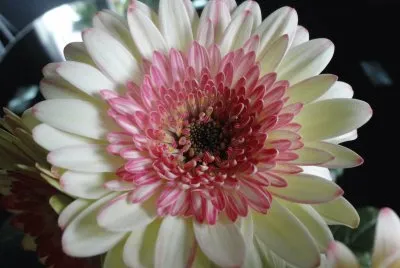 gerbera