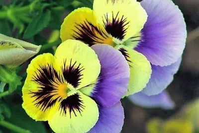 flores