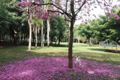 Arvores e Flores