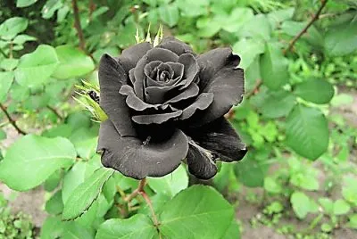 פאזל של flores