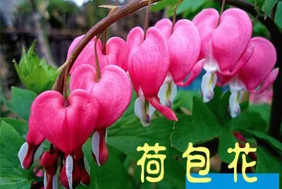 è·åŒ…èŠ±