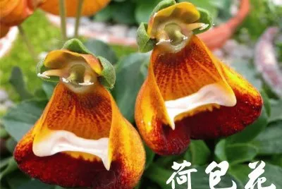 è·åŒ…èŠ±