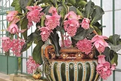 flores