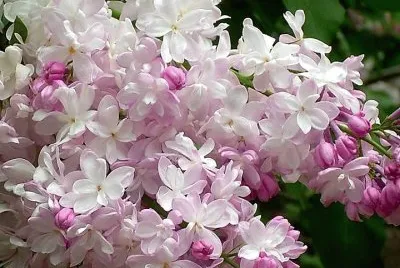 flores