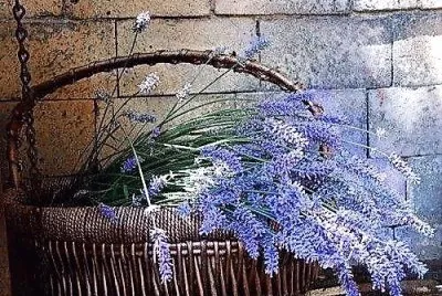 פאזל של flores