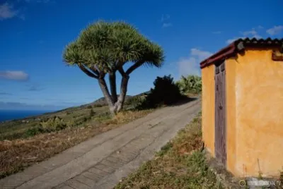 CASA AMARILLA jigsaw puzzle