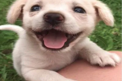 Felicidad