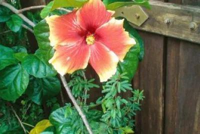 flores
