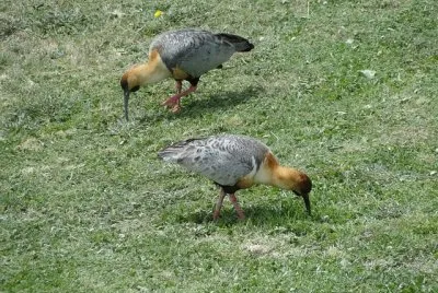 Ibis faccianera