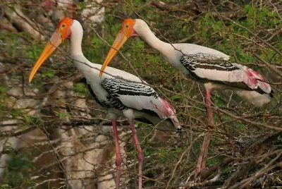 Tantalo variopinto